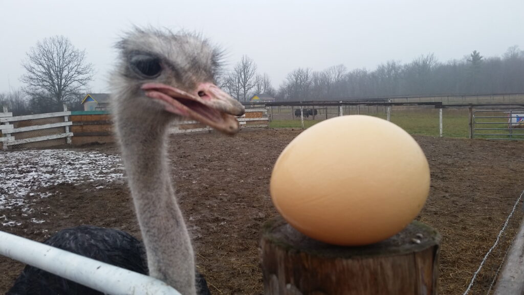 Ostrich Land Store