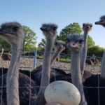 Ostrich Land Store