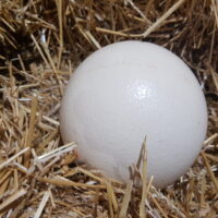 Ostrich Land Store - ostrich egg