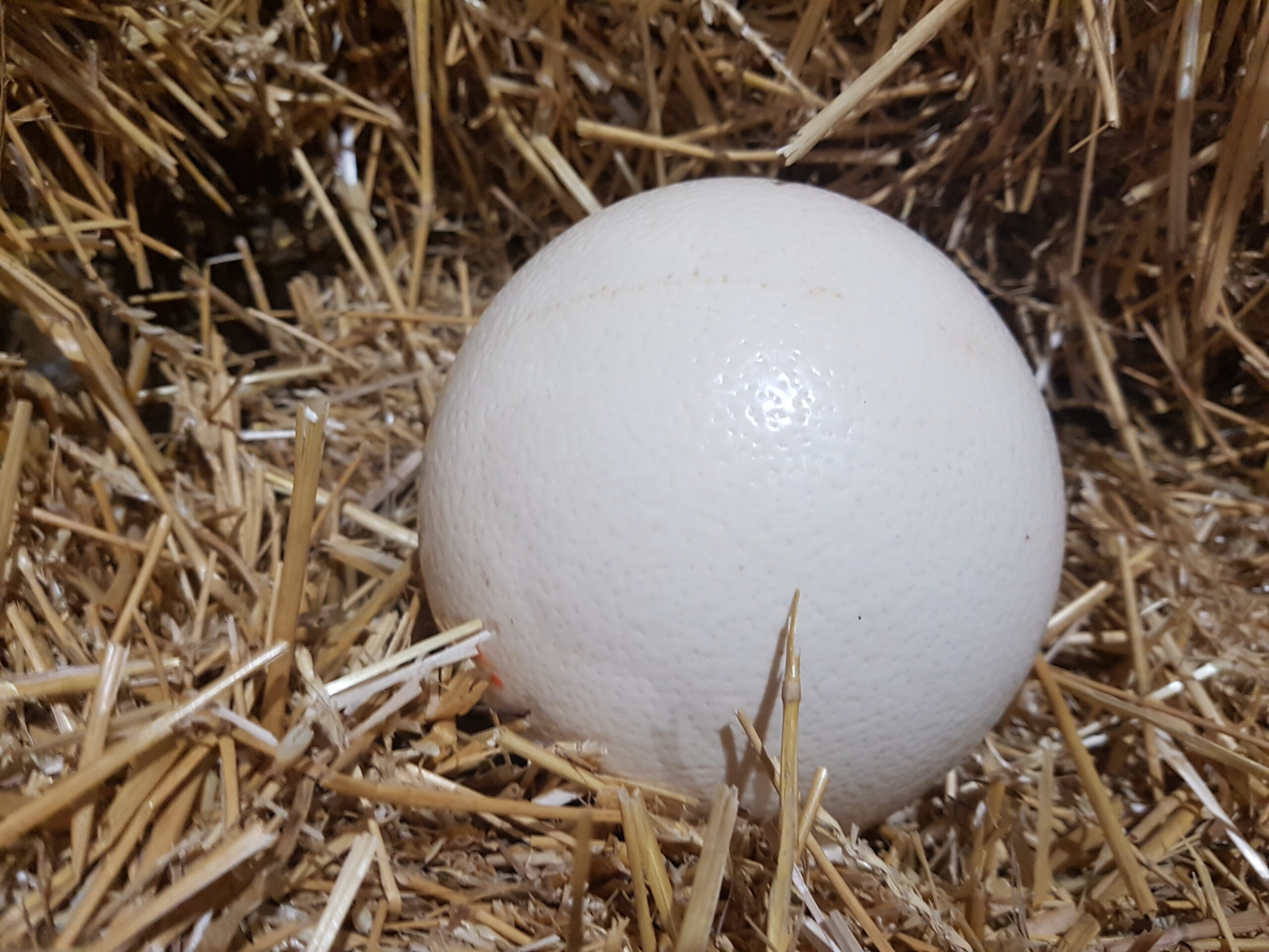 Ostrich Land Store - ostrich egg