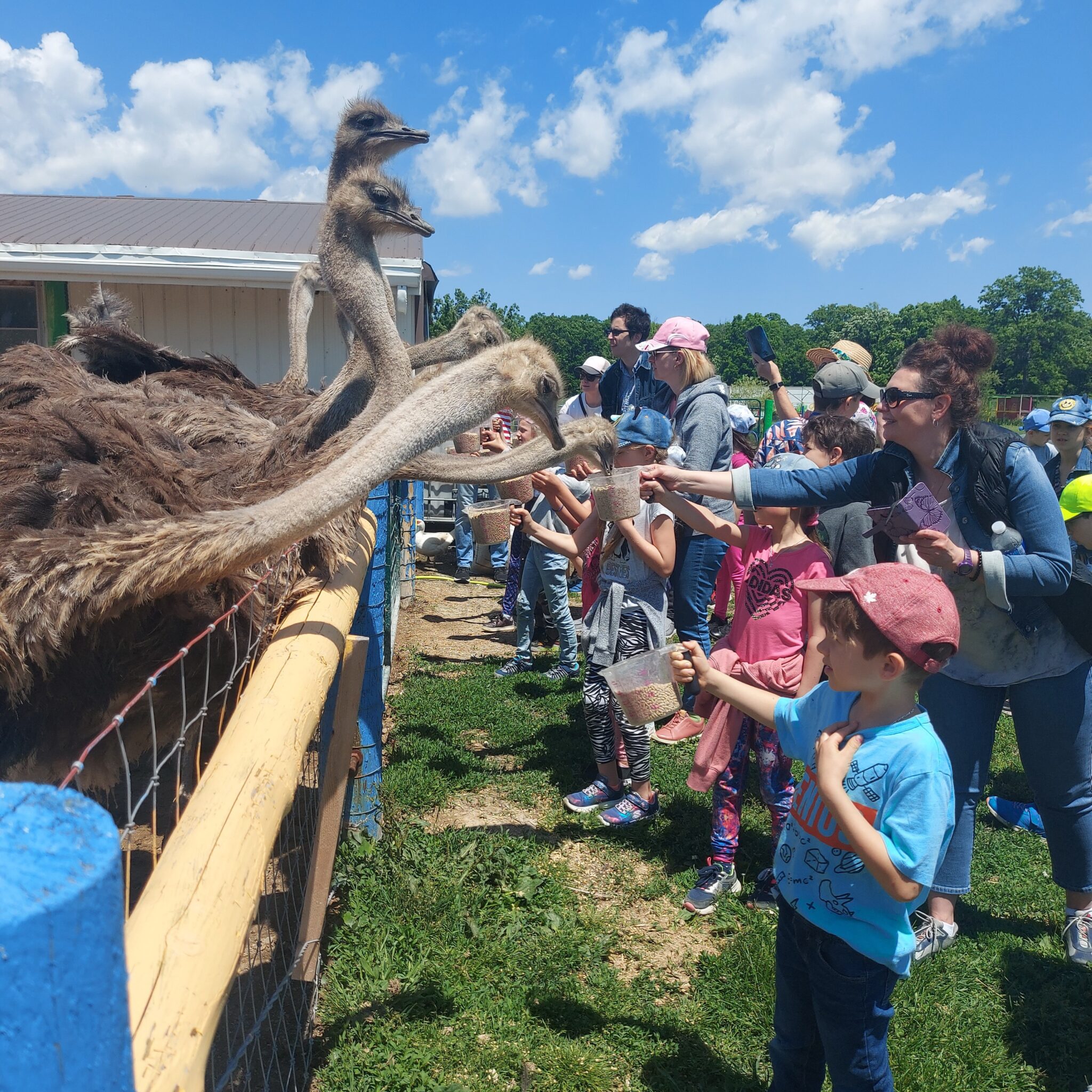 Ostrich Land Eggs Reservation