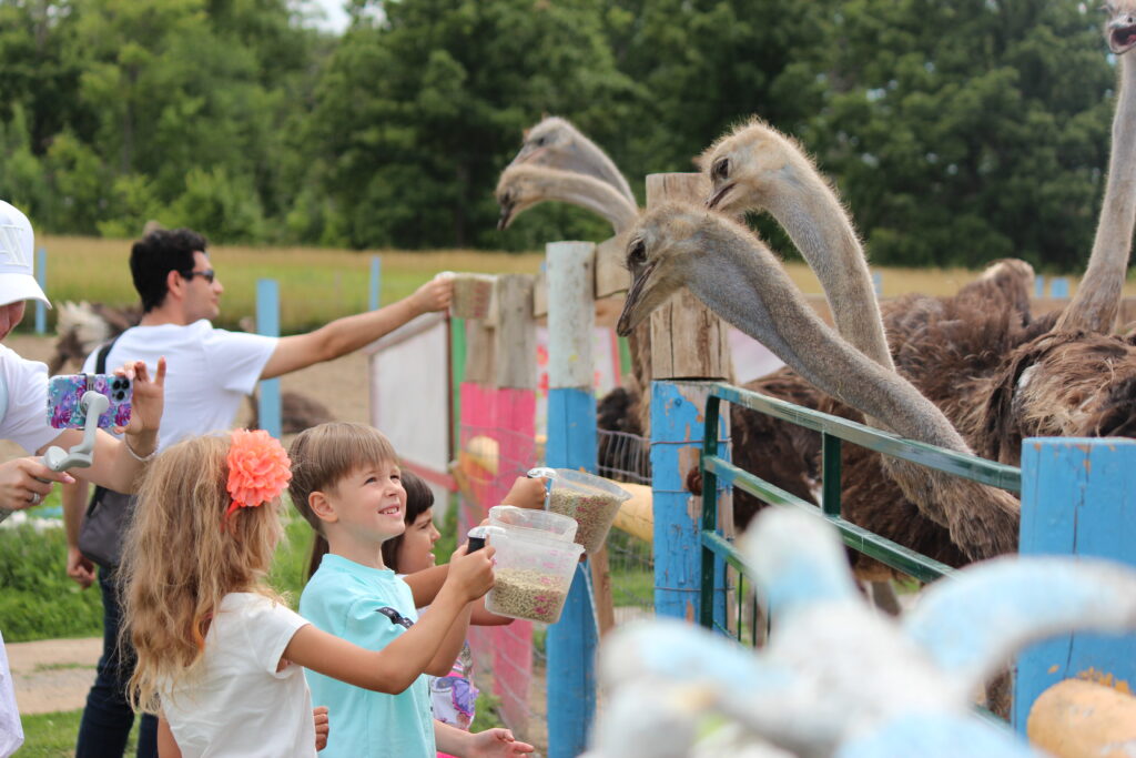 Ostrich Land Eggs Reservation